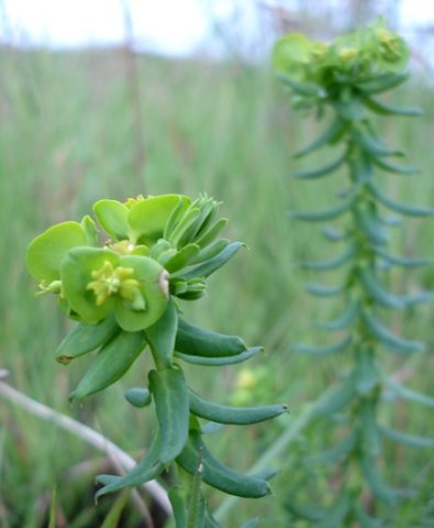 Euphorbia natalensis leaves